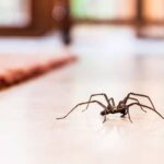 Control Spider Populations in Your Home